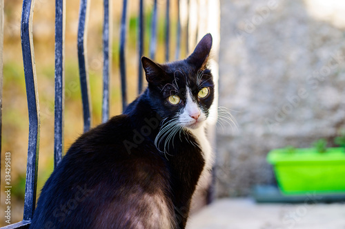 Un chat noir et blanc assis dans la rue.