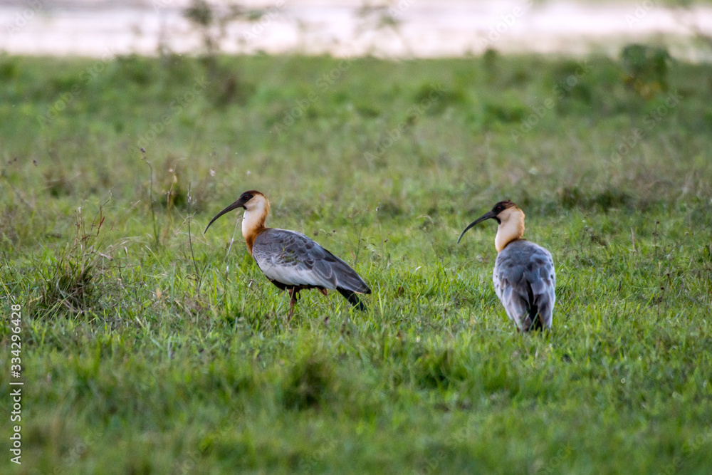 Buff necked Ibis photographed in Corumba, Mato Grosso do Sul. Pantanal Biome. Picture made in 2017. Buff necked Ibis photographed in Corumba, Mato Grosso do Sul. Pantanal Biome. Picture made in 2017.
