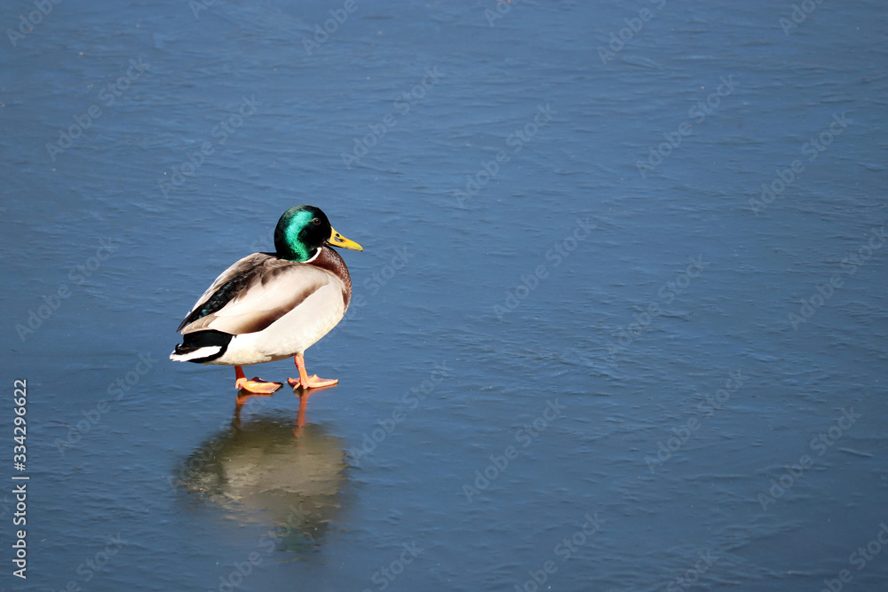 Mallard duck walking on melting ice in sunny day. Male wild duck on the lake, early spring weather Mallard duck walking on melting ice in sunny day. Male wild duck on the lake, early spring weather