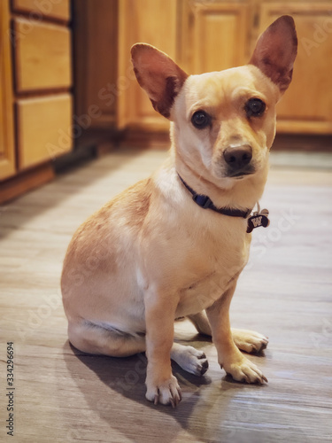 A small brown and yellow chihuahua © Harrison