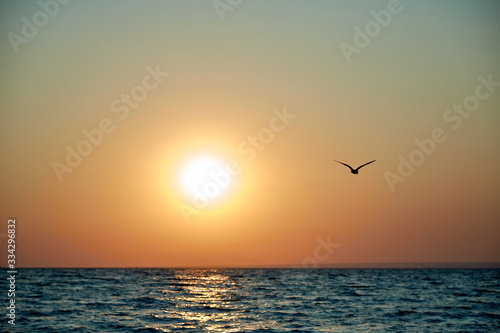 Canvas Print sunset on the sea flying bird