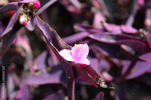 Blooming Wandering Jew plant ( Tradescantia pallida ) close-up with purple blossoms in Sri Lanka photo