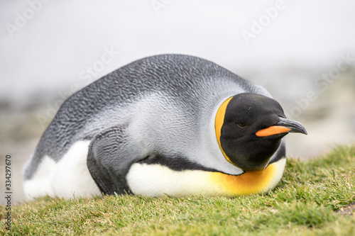 King Penguin resting on ground