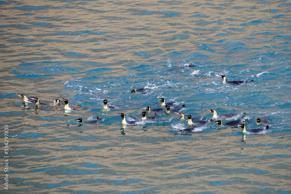 King Penguin colony at Fortunia Bay South Georgia King Penguin colony at Fortunia Bay South Georgia