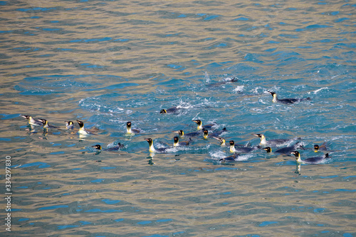 King Penguin colony at Fortunia Bay South Georgia