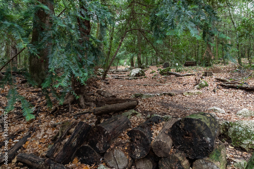 Nature landscape of autumn  Footpath in dark forest  road to grotto Maria Magdalena  The earth is covered with yellow leaves  Pathway with journey concept  Road trip through rows of tree trunks