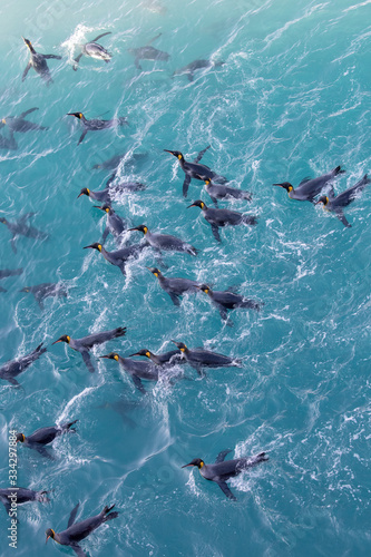 King Penguins in water