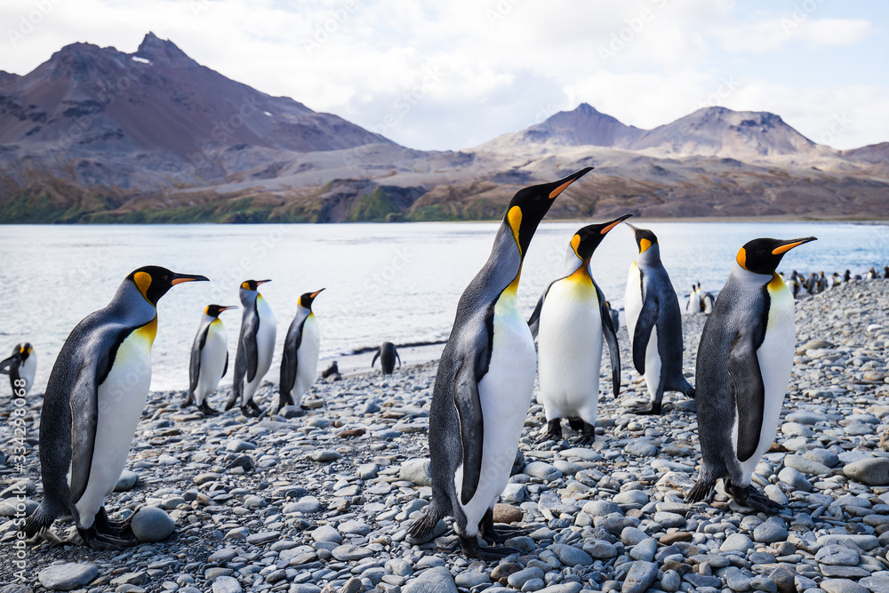 Obraz premium King Penguin colony at Fortuna Bay