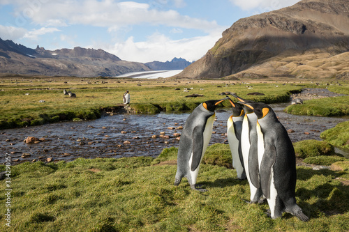King Penguin colony at  South Georgia