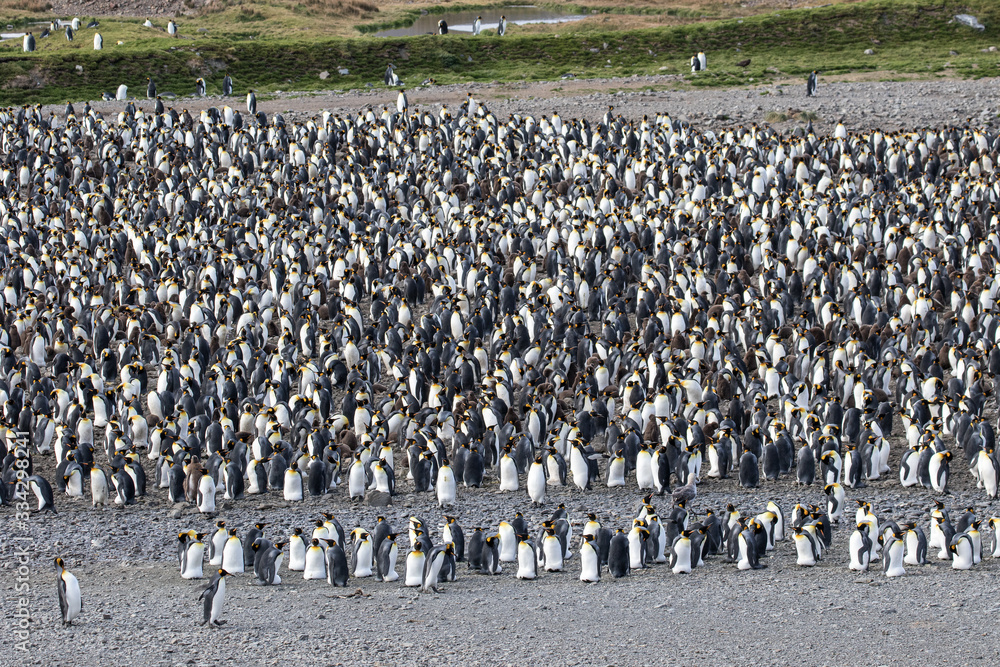 Obraz premium King Penguin colony at Fortunia Bay South Georgia