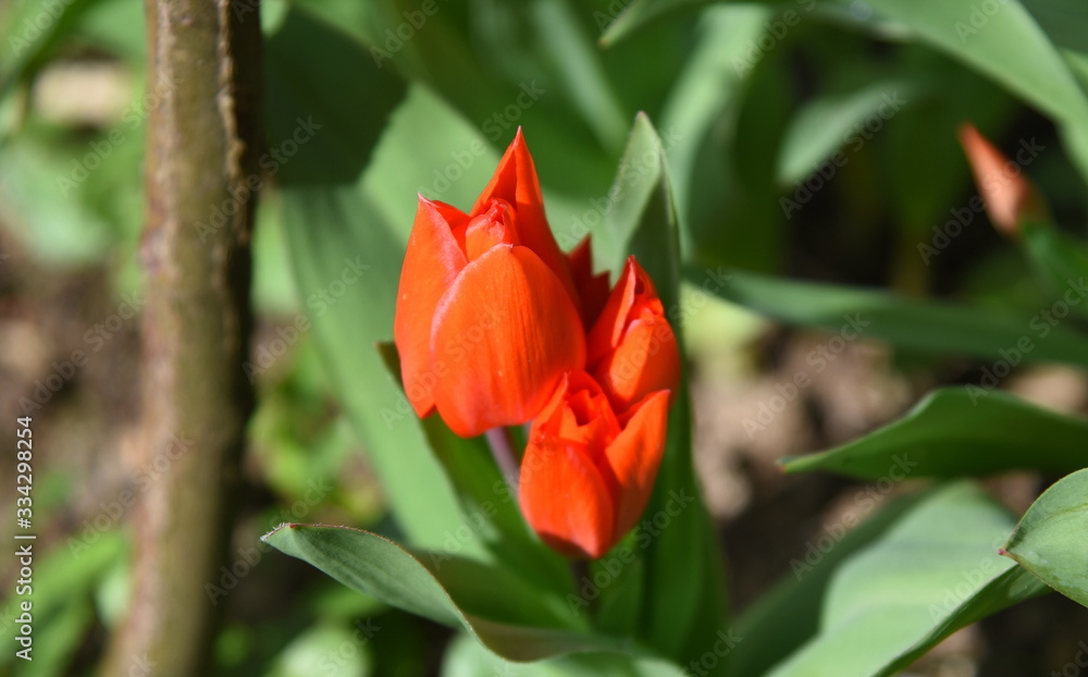 Eng aneinandergeschmiegte rote Tulpen