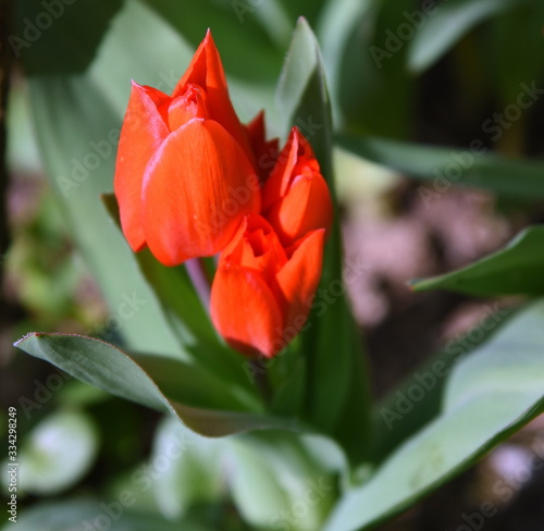 Eng aneinandergeschmiegte rote Tulpen