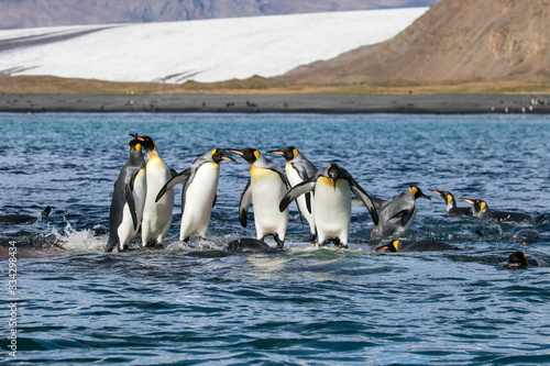 King Penguins at  Fortunia Bay South Georgia