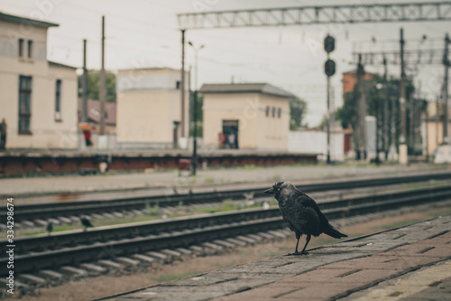 A black wet crow is standing on the passenger platform on train station in Zhmerynka, Ukraine. Detail of a bird at an important ukrainian rail Junction. photo