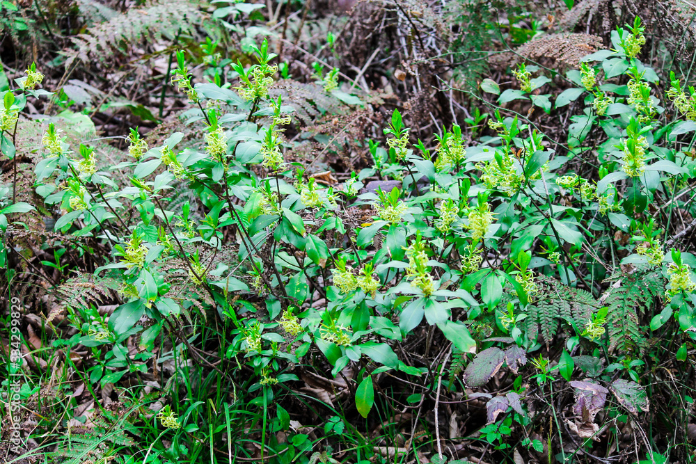 yellow forest first flowers blossomed in the meadow yellow forest first flowers blossomed in the meadow
