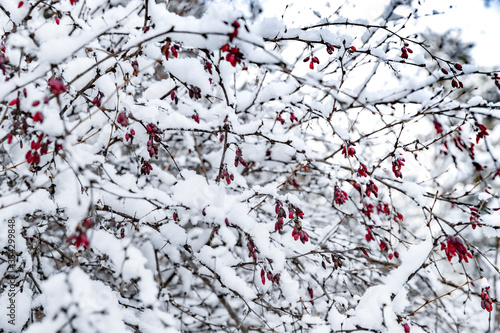 White scene of winter beauty snow forest inside, Red berries under snow, Branches in hoarfrost