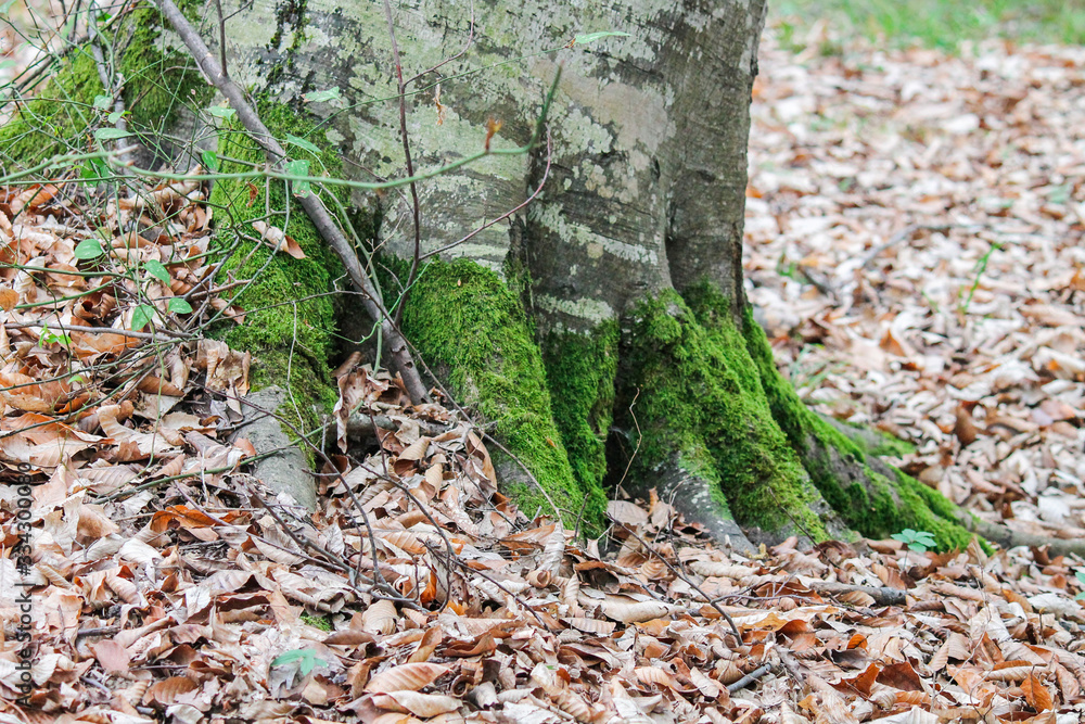Obraz premium Trees with green leaves and moss on a tree on the roots in the forest
