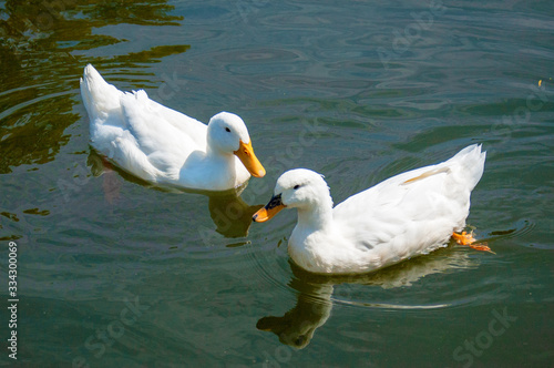 Ducks on the Lake