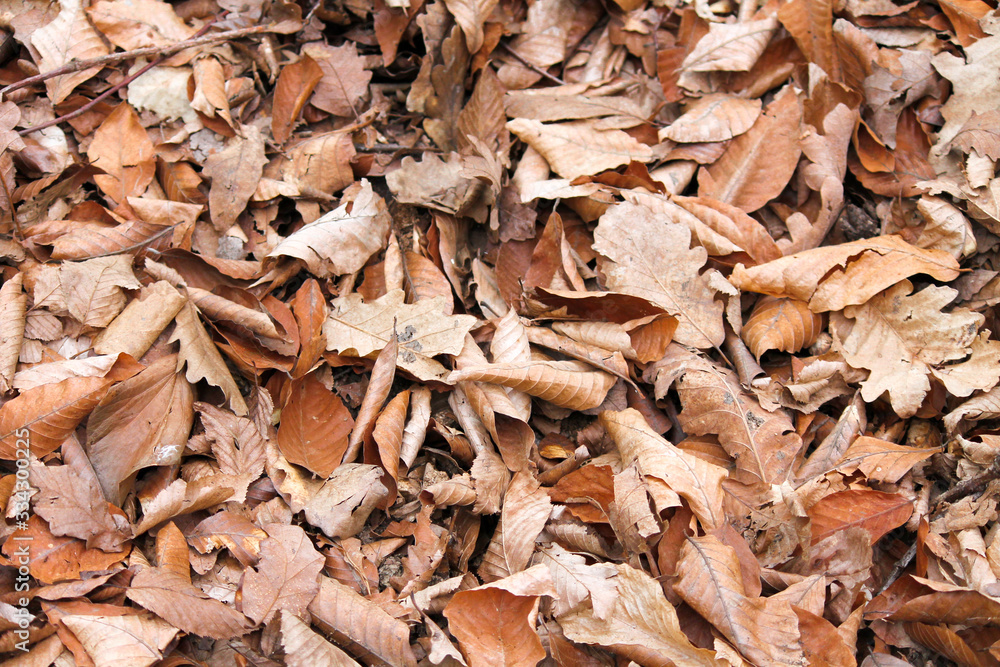 fallen dry brown foliage from trees in the forest fallen dry brown foliage from trees in the forest