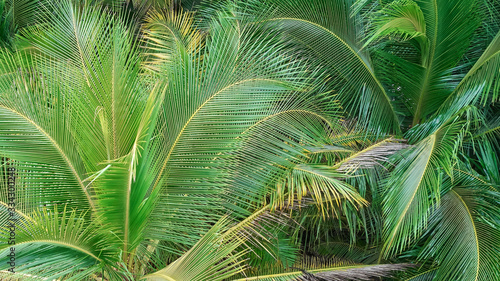 green palm tree leaf in caribbean