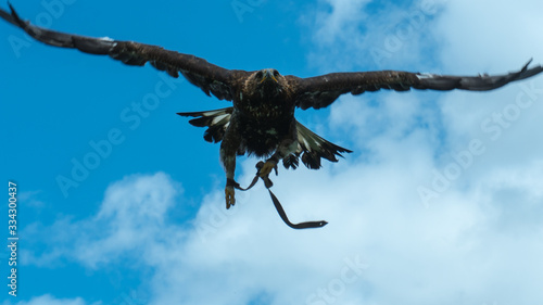 Adler im Anflug © Johannes