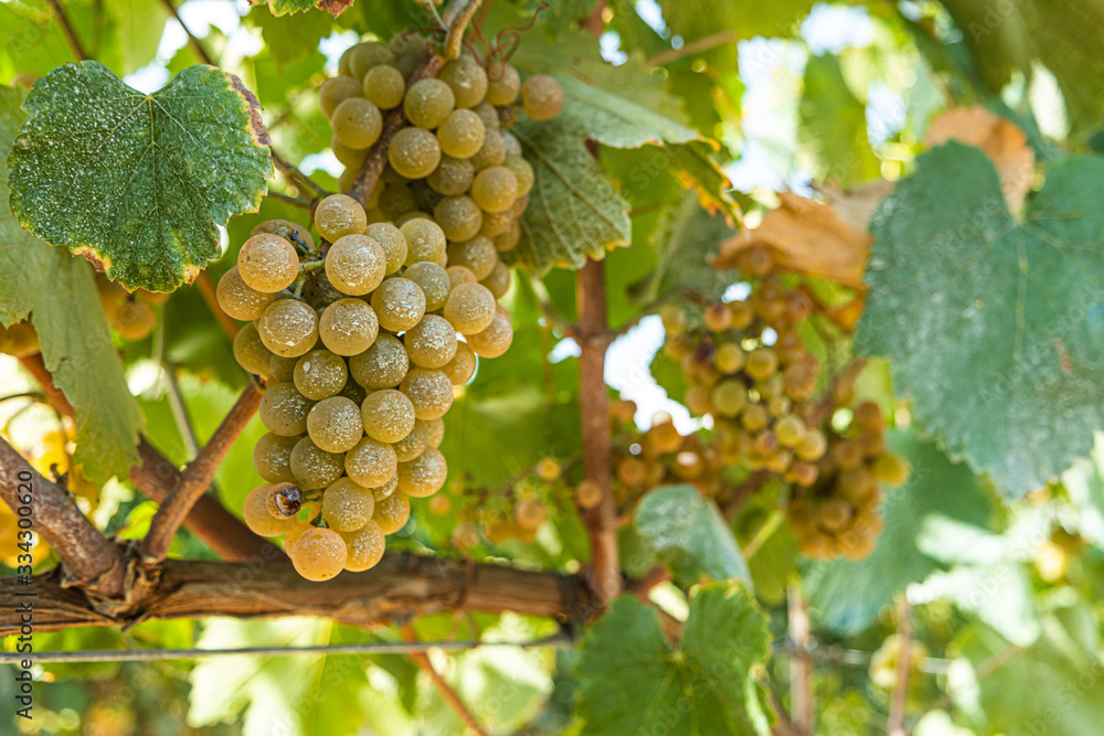 custom made wallpaper toronto digitalClose up of berries and leaves of grape-vine. Single bunch of ripe red wine grapes hanging on a vine on green leaves background. Plantation of grape-bearing vines, grown for wine making, vinification.