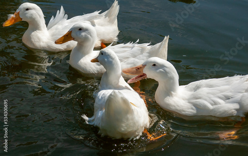 ducks in pond