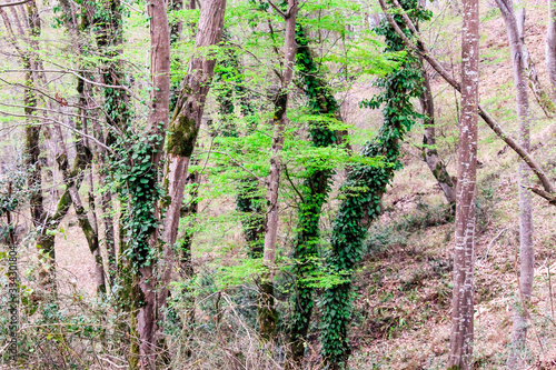 Trees with green leaves in a young forest