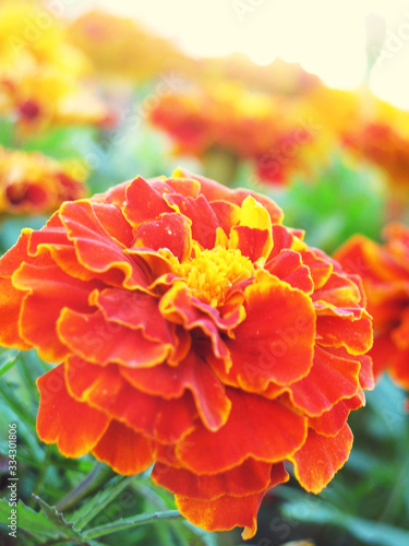 Red Marigolds on a Sunny Day