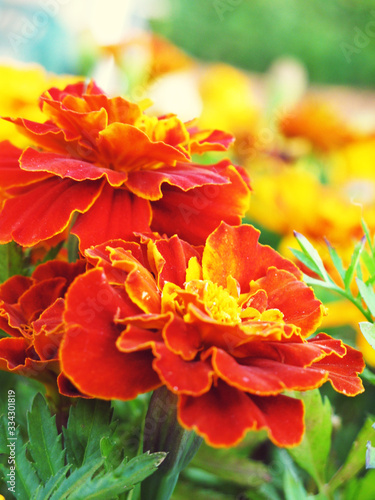 Red Marigolds on a Sunny Day