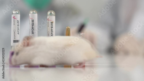 Scientists test lab rat, mouse with syringe. Scientist and lab rat Back ground. Coronavrius test tubes. Coronavirus vaccine. photo