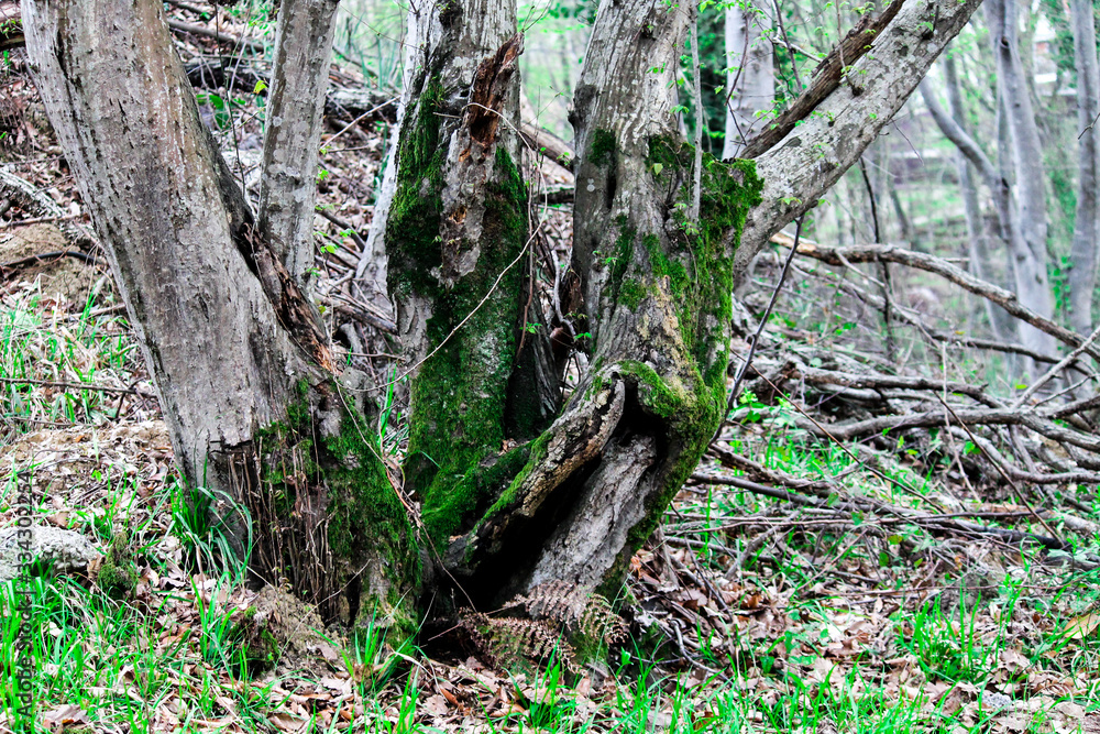 Naklejka premium Moss on a tree in the forest around the leaves