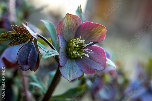 flowers of red hellebore, Helleborus purpurascens, Ukraine. photo