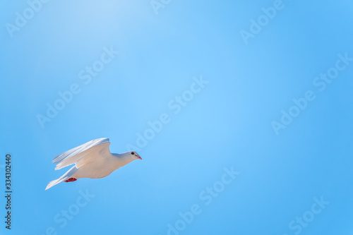 White dove fly in a clear blue sky.