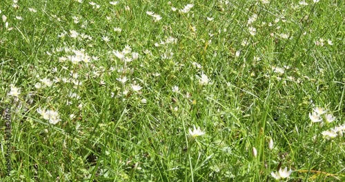 footage panning on tall green grass and wild white flowers blowing in the windy breeze outdoor 4k clip
