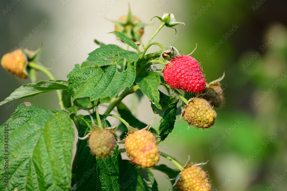 ripe raspberries in the woods ripe raspberries in the woods