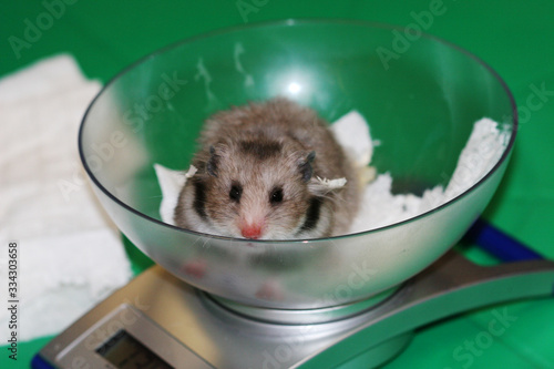 Cute fluffy hamster on weighing-machine at rodent pet exhibition