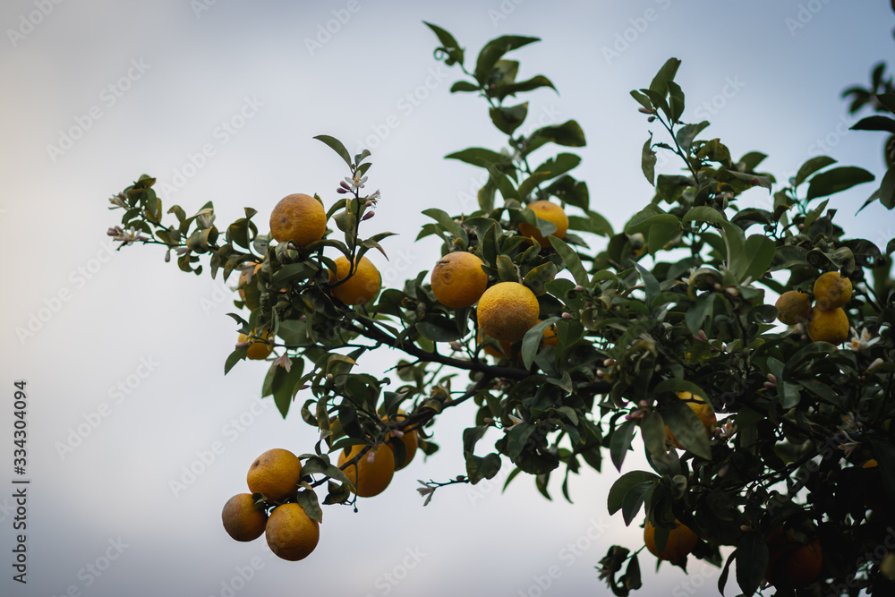 bitter orange tree laden with fruits and flowers, against a blurred background.