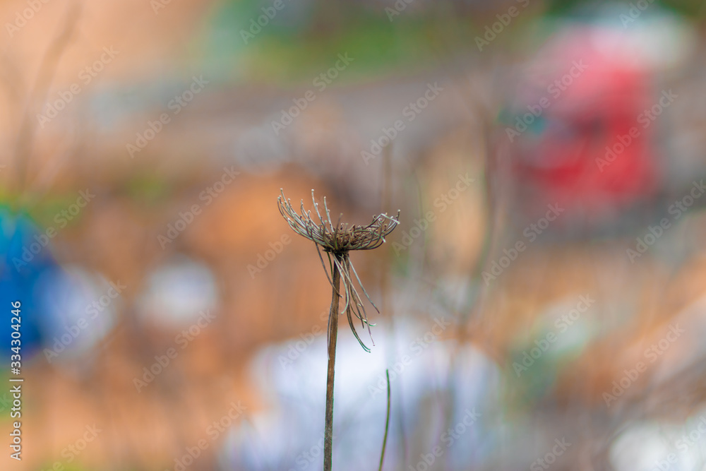 Daucus Carota maximus flower dry, blurred background. Daucus Carota maximus flower dry, blurred background.