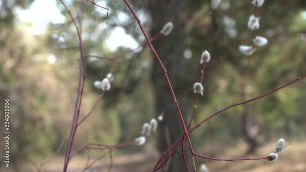 willow blossoms against the background of the forest willow blossoms against the background of the forest