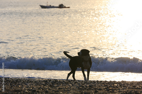 dog walk sea shore © Pavlo Klymenko