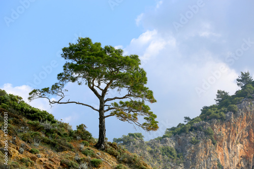 Alone pine on mountain slope