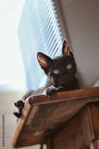 gatito obsevand desde mesa