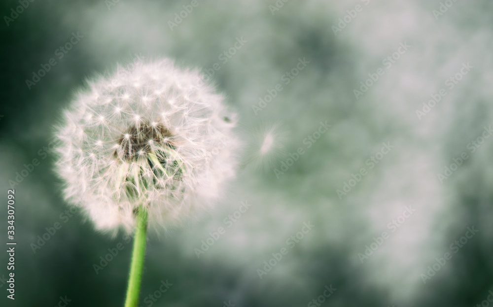 Vintage soft light tone and abstract nature background with dandelion out of focus
