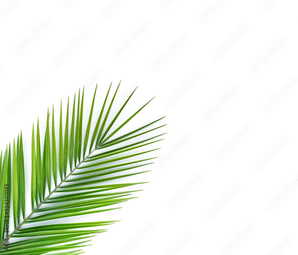 Fototapeta premium Palm leaf isolated on white.