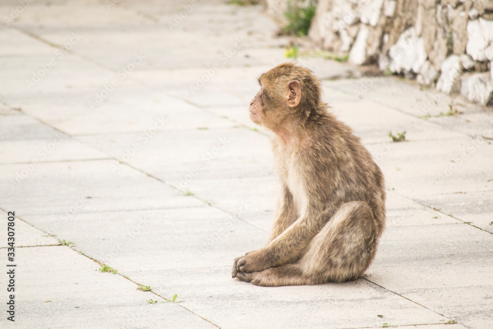 Obraz premium Bebé mono de Gibraltar