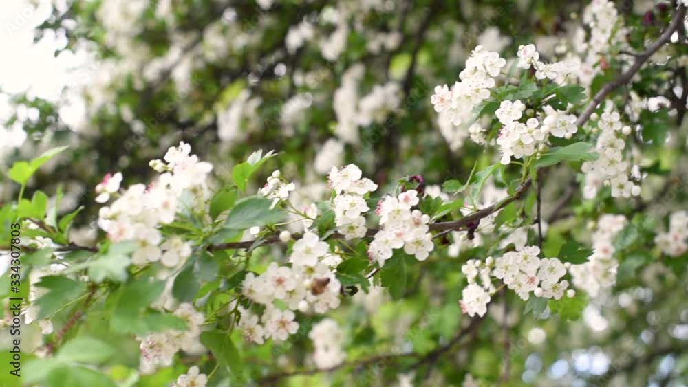 Blossom branch in the garden at the sunset Blossom branch in the garden at the sunset