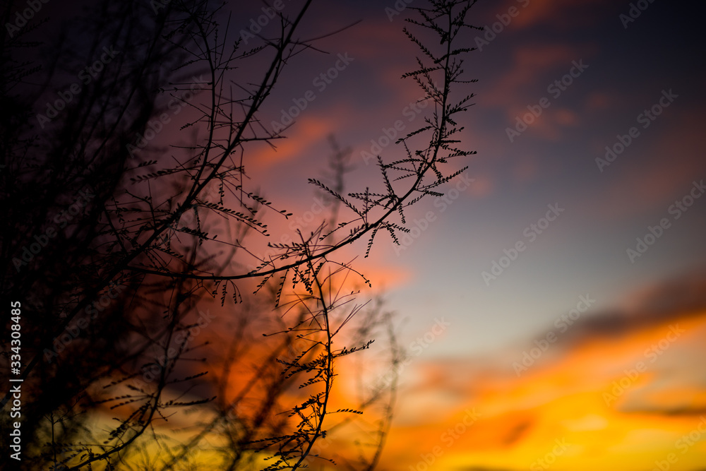 Obraz premium Mezquite en atardecer