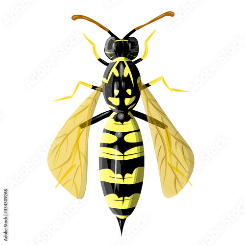 Realistic lose up wasp isolated on white backgroung. Vector illustration of insect. Design for encyclopedia,