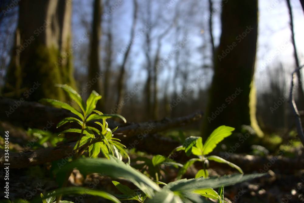 Obraz premium Frühlingswald